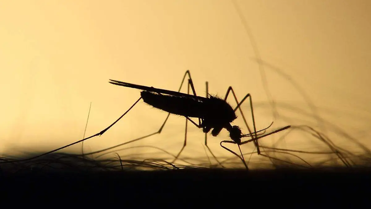 La mejor herramienta para erradicar a este mosquito es la prevención